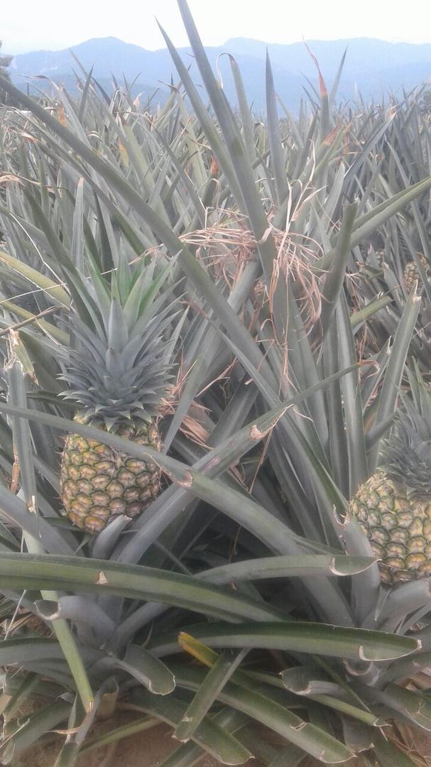 Pina Gold