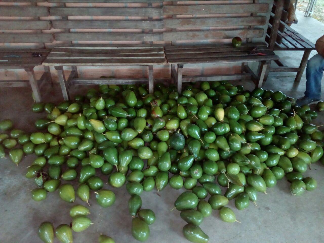 Aguacate