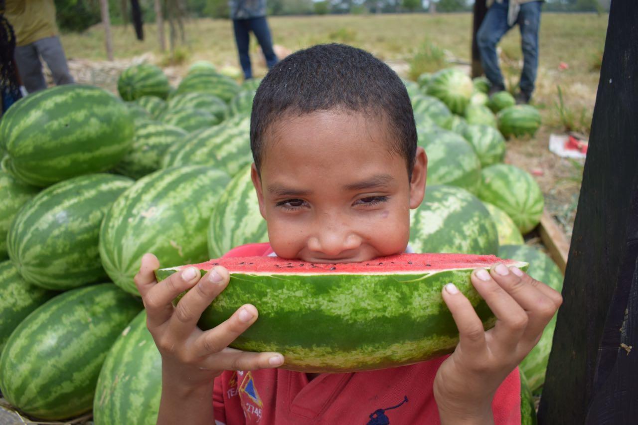 Sandia O Patilla