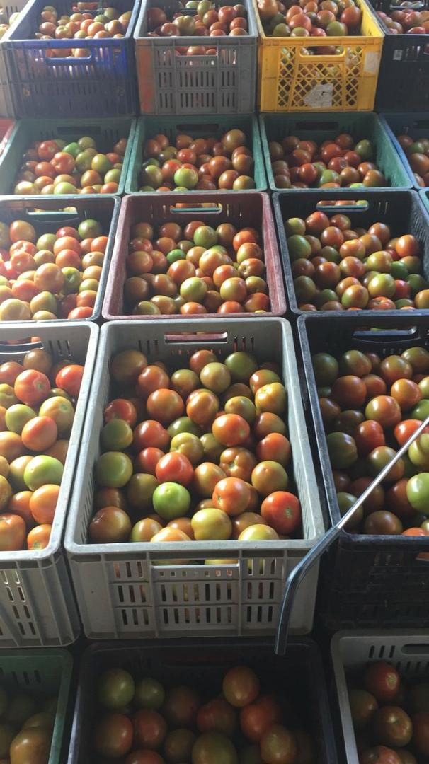 Tomate