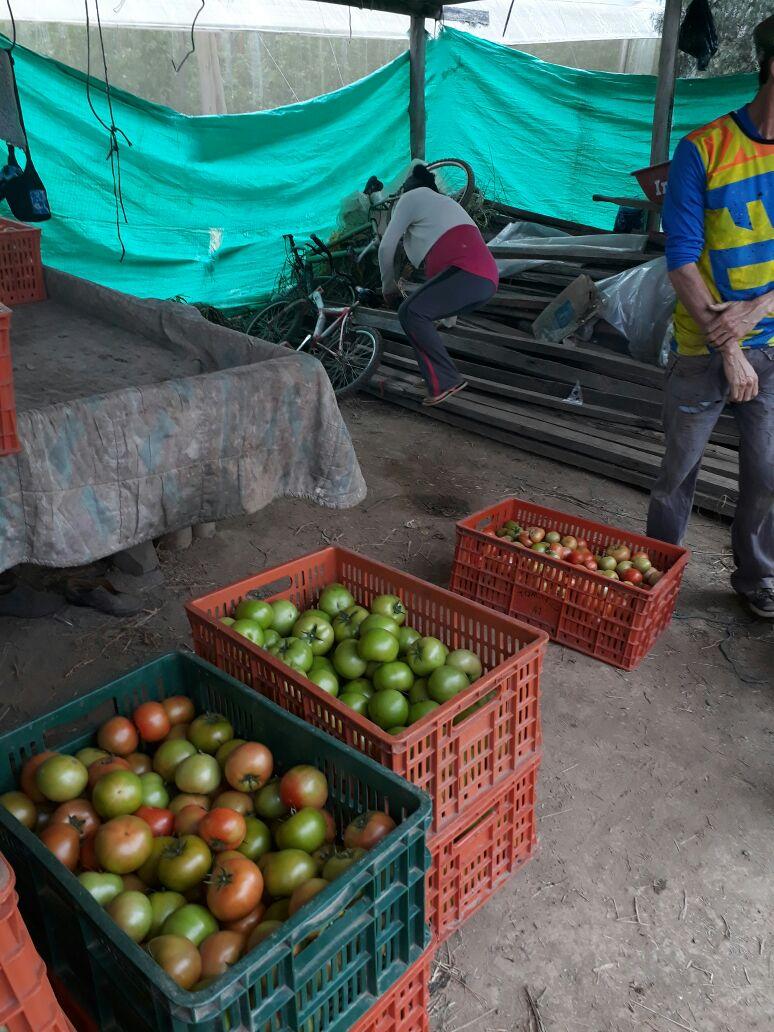 Tomate