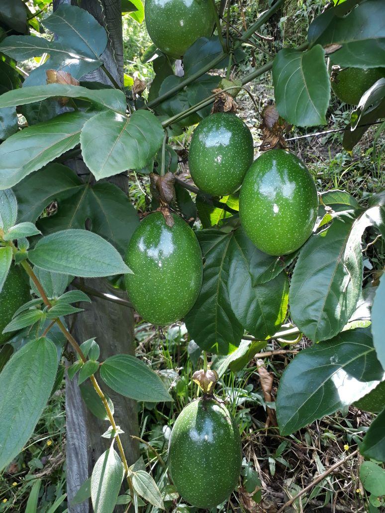 Maracuya