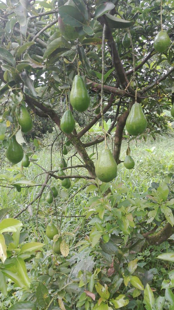 Aguacate Lorena