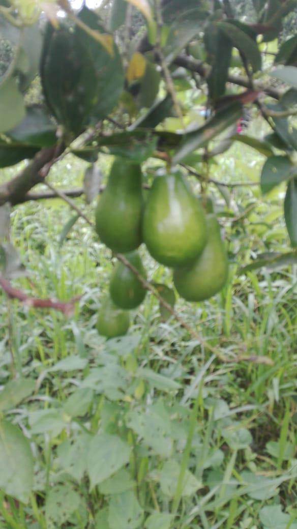 Aguacate Lorena