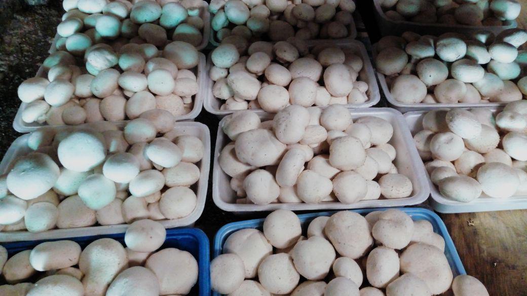 Champinon Blanco