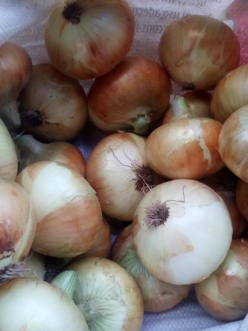Cebolla Cabezona