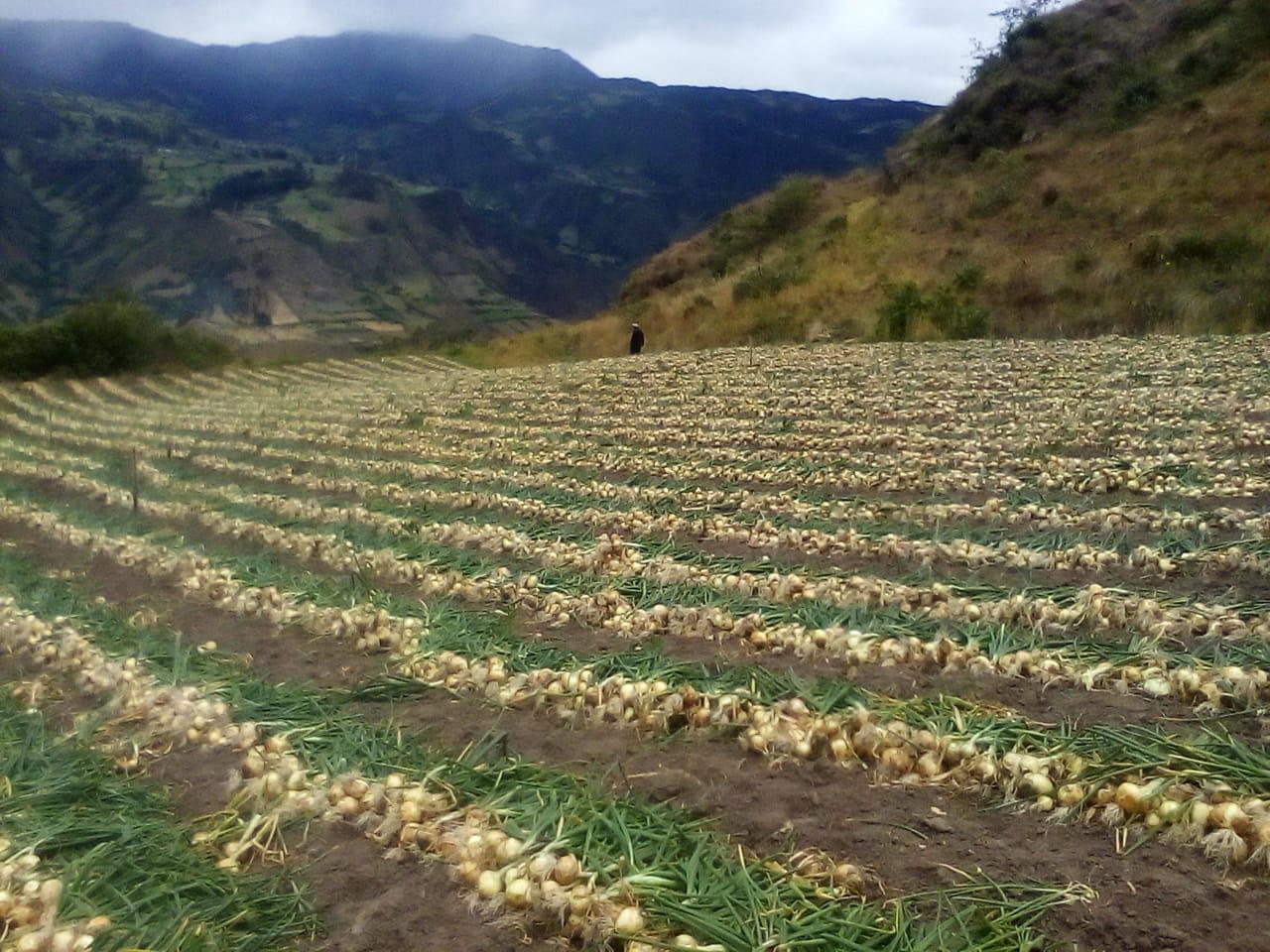 Cebolla Cabezona