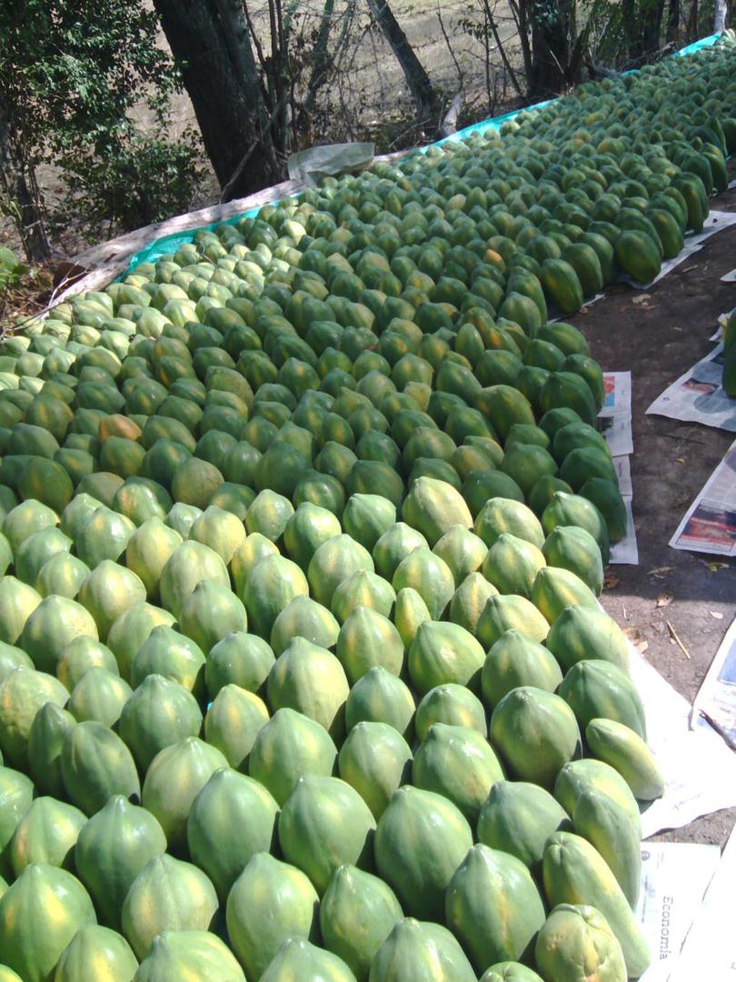 Papaya