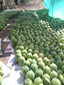 Papaya