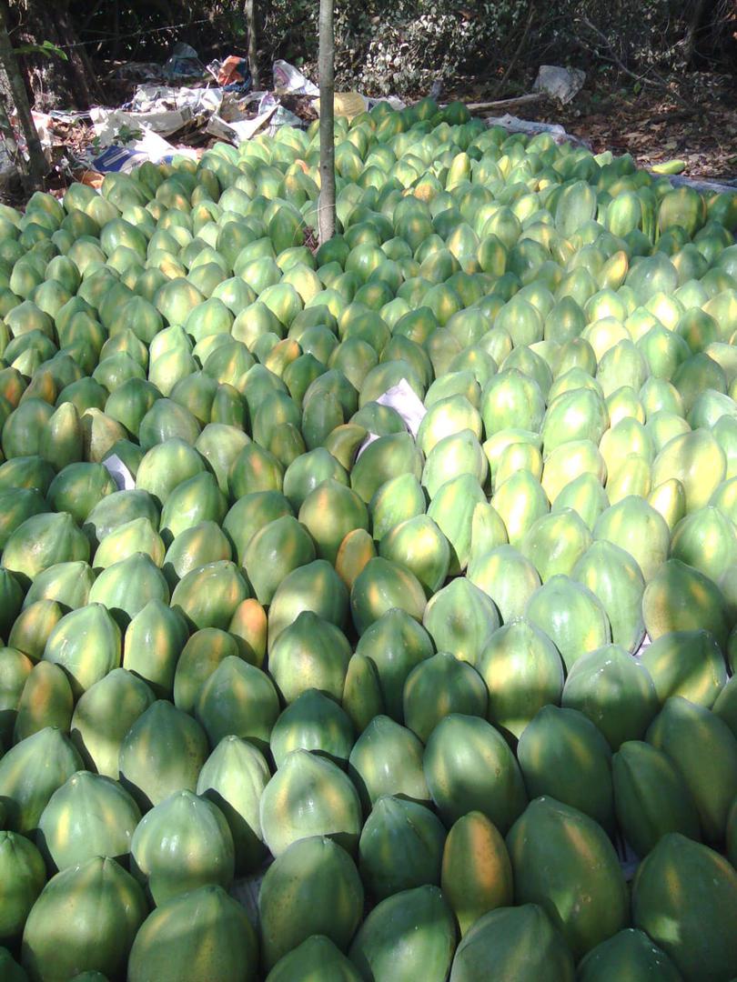 Papaya
