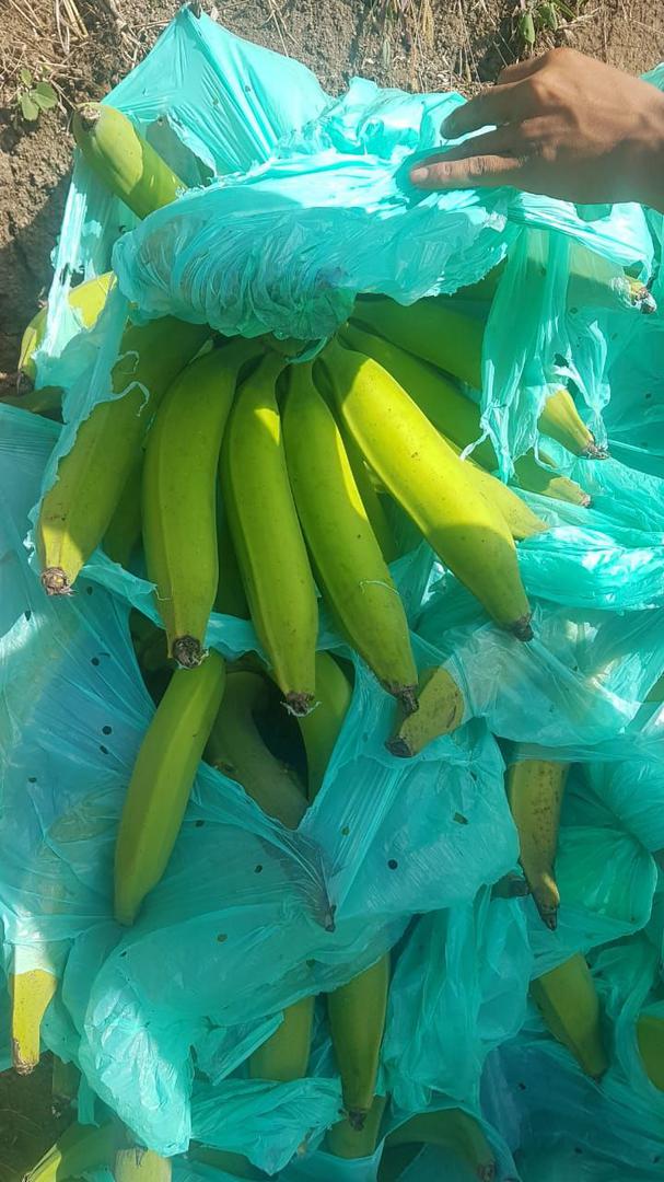Platano