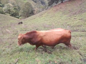 Toro Brangus