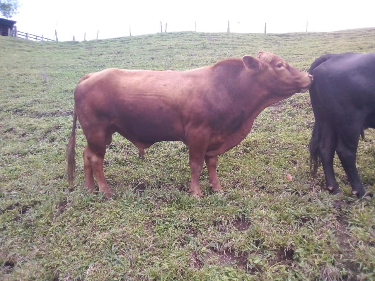 Toro Brangus
