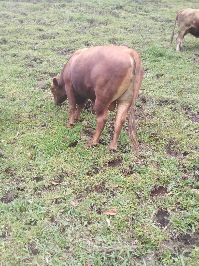Toro Brangus