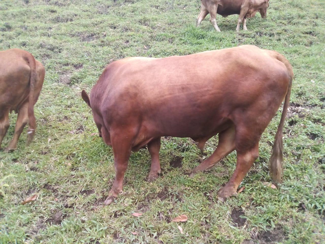 Toro Brangus
