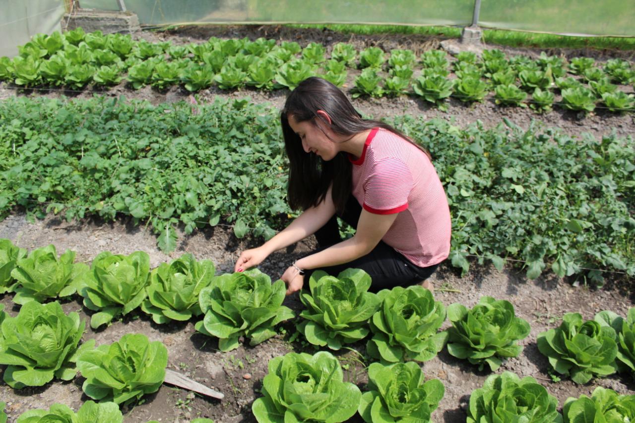 Lechuga Romana