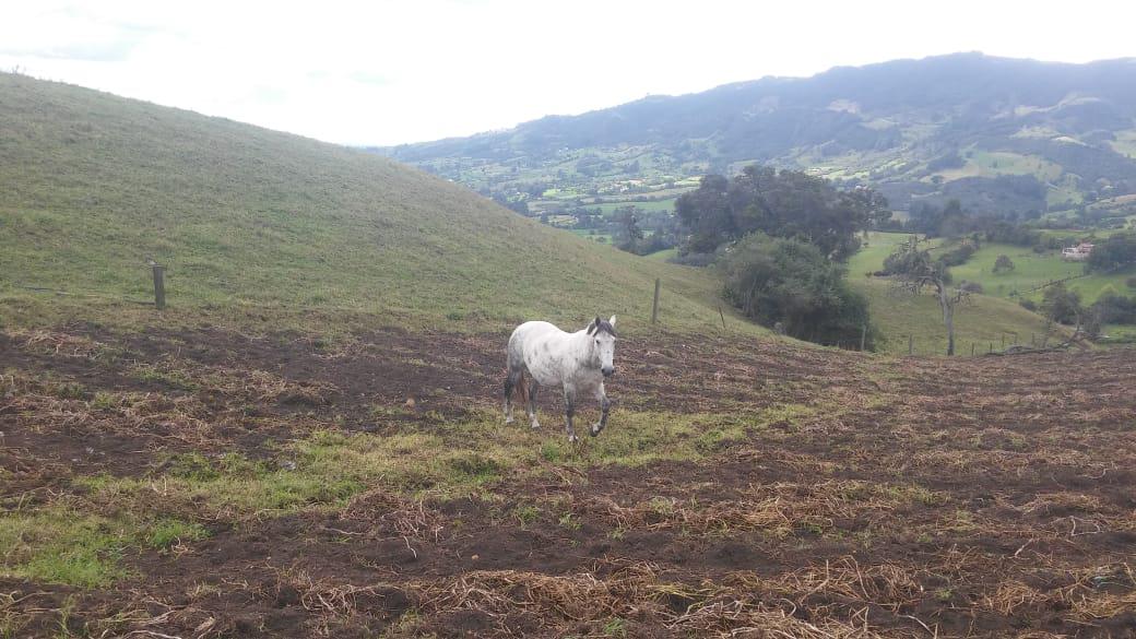 Caballo Hermoso