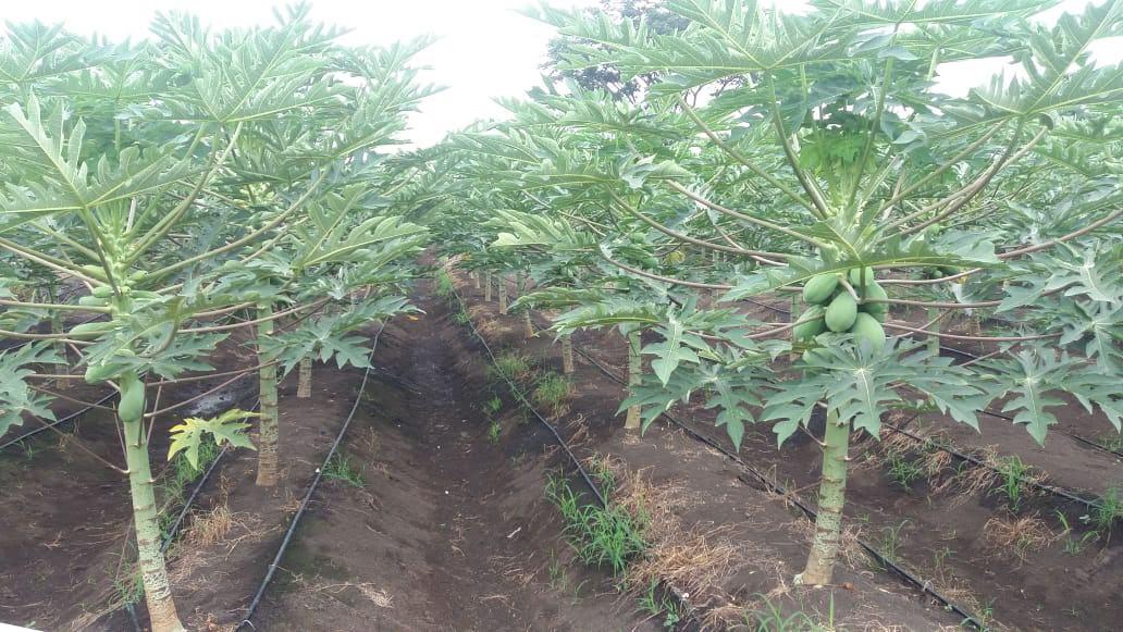 Papaya Tainung Selecta