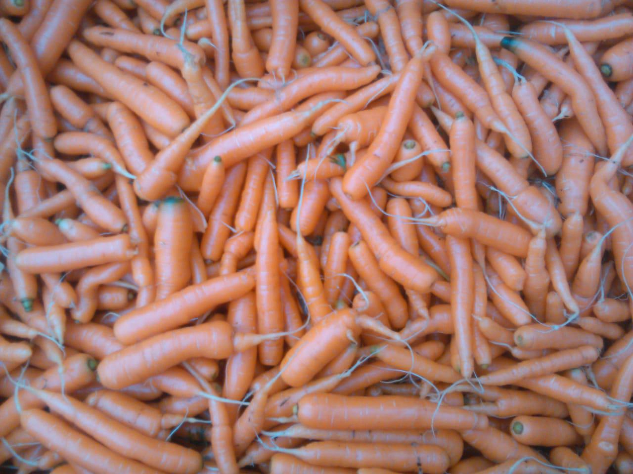 Zanahoria