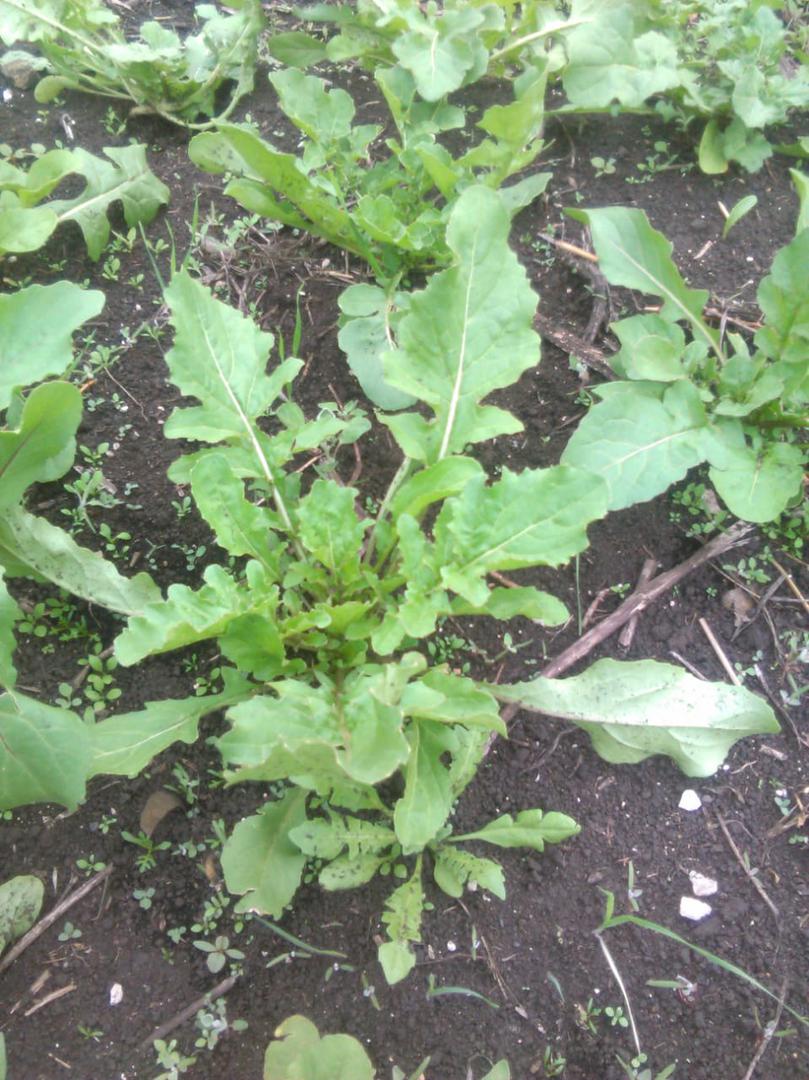 Rugula