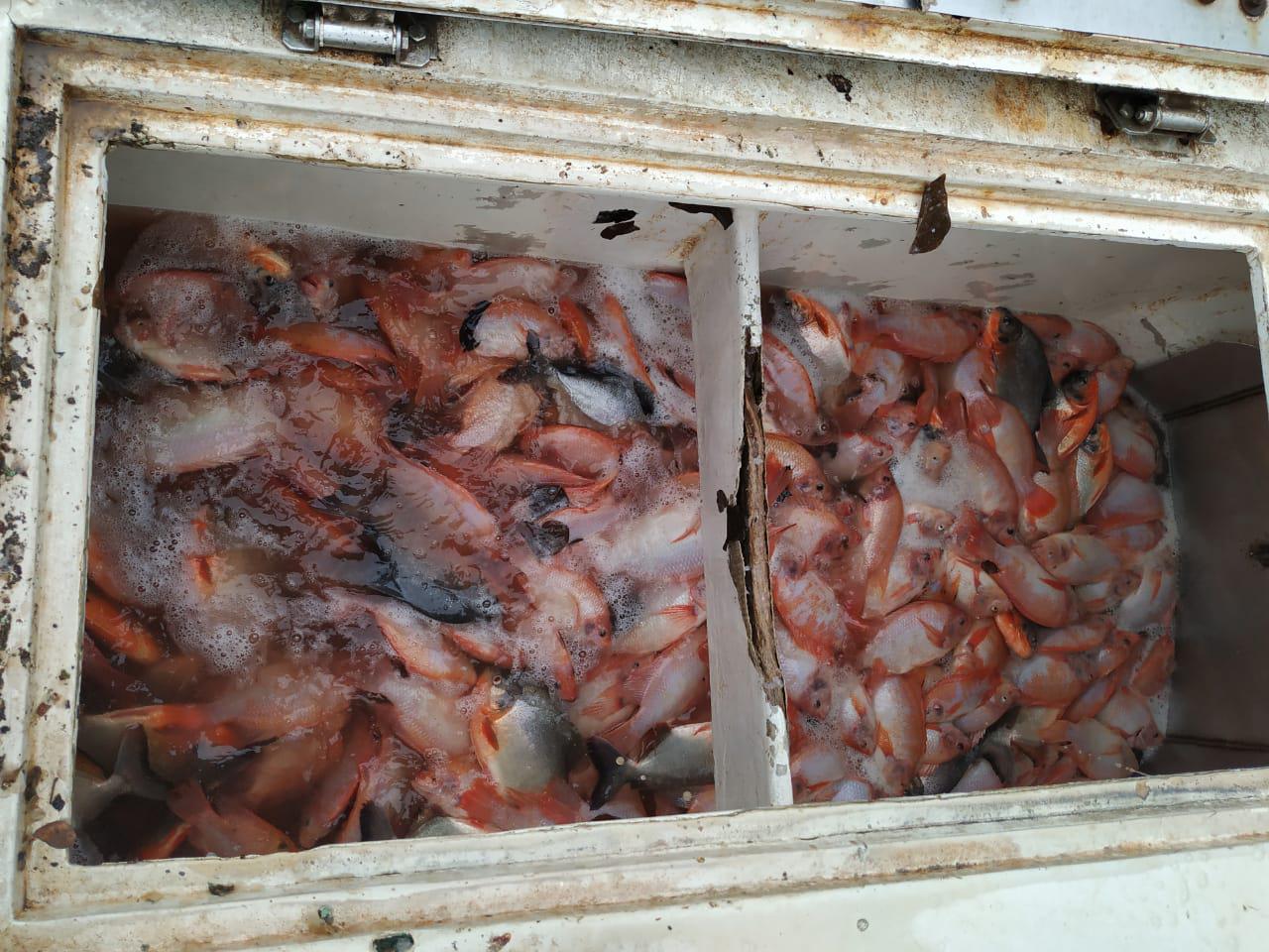 Mojarra Roja