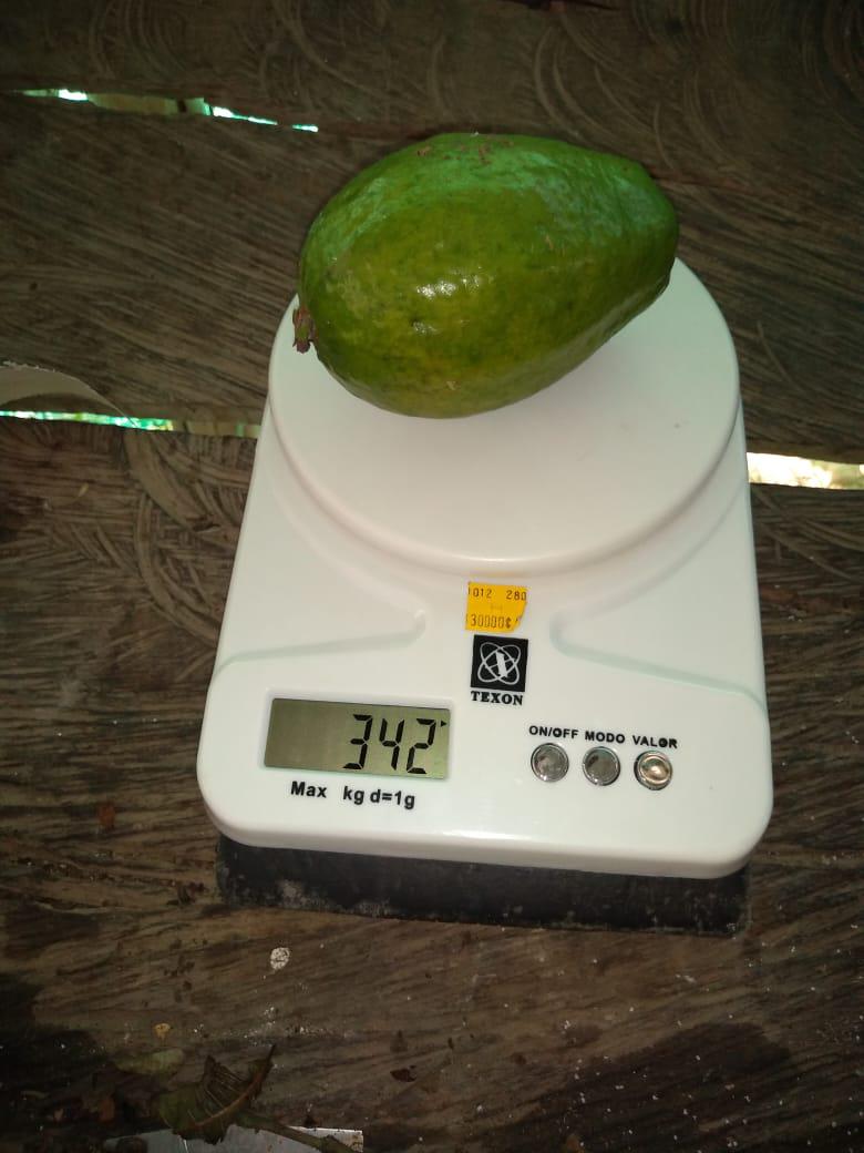 Guayaba