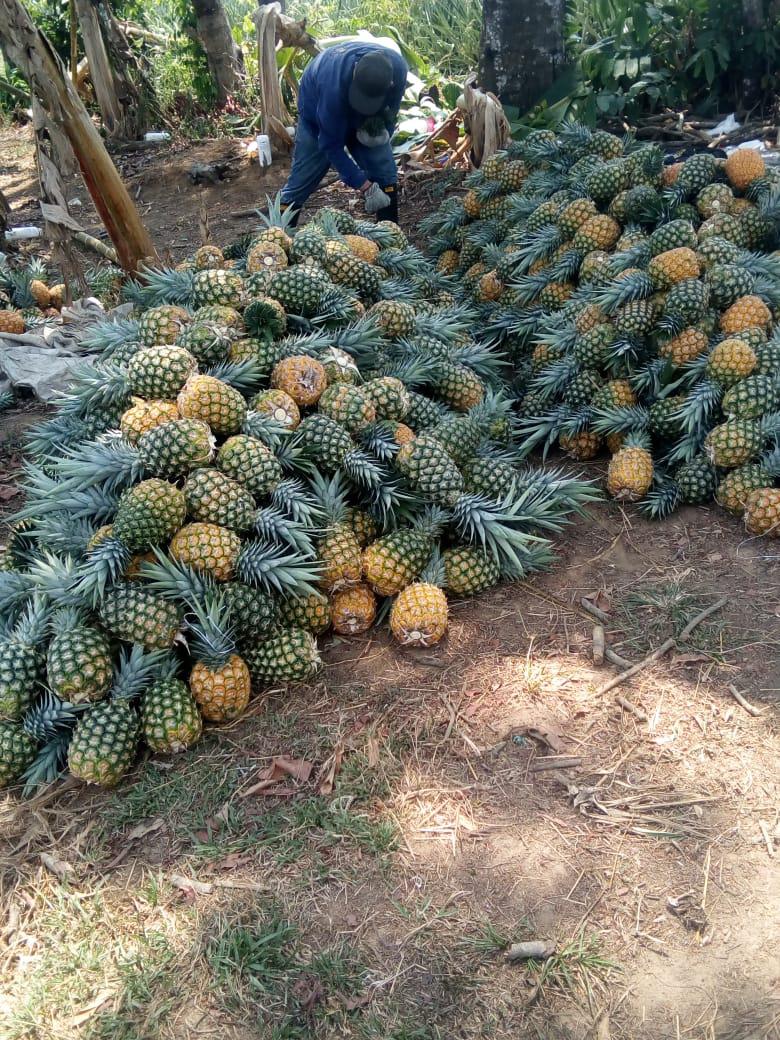 Pina Oro Miel