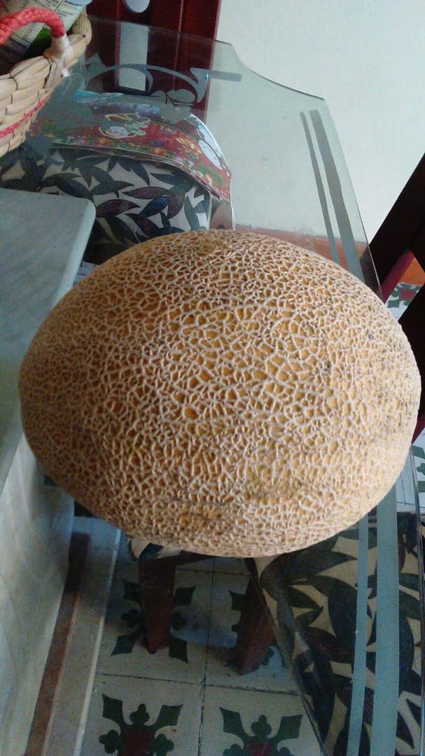 Melon Cantaloup