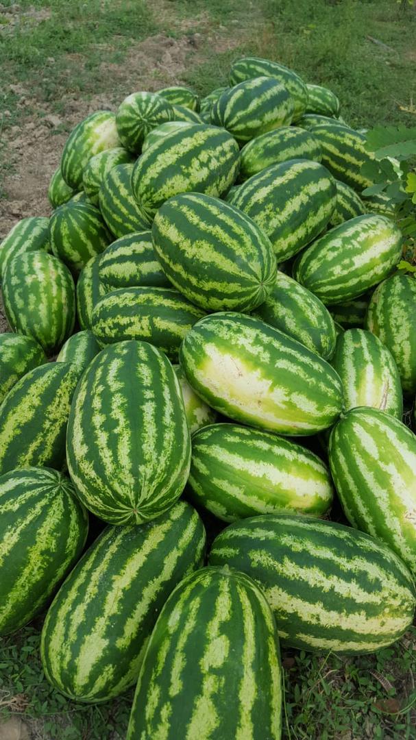 Sandia O Patilla