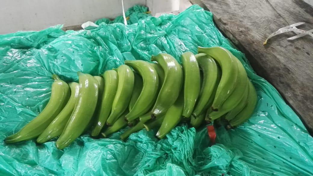 Platano Harton