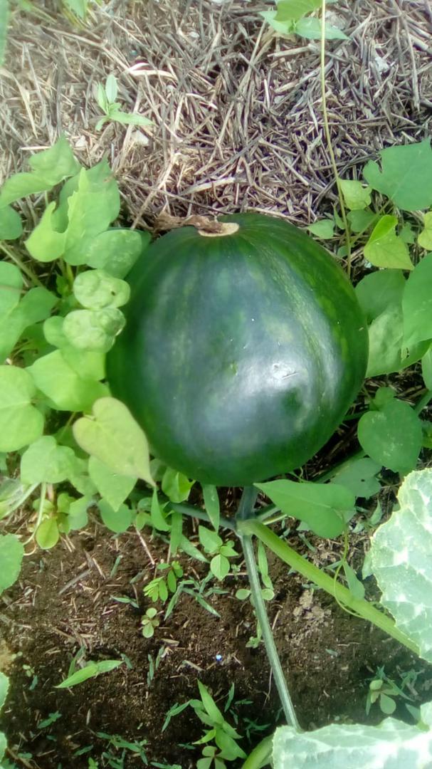 Ahuyama Bolo Verde