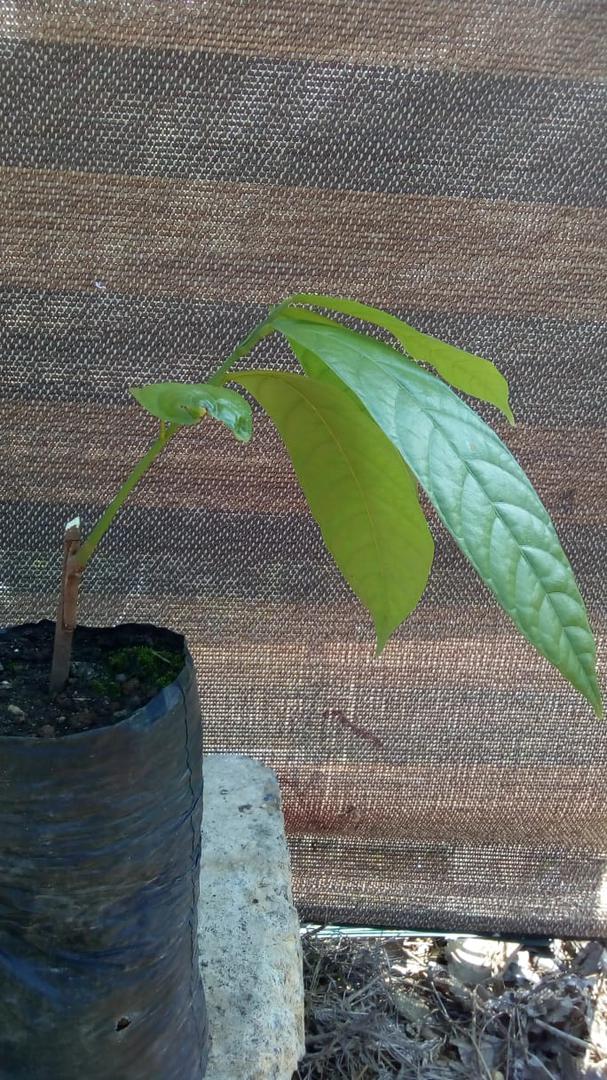 Plantas Injertadas De Cacao