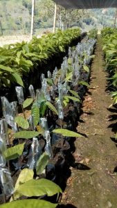 Plantas Injertadas De Cacao