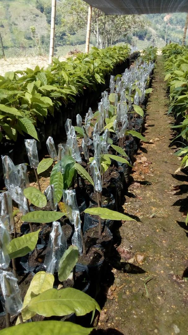 Plantas Injertadas De Cacao
