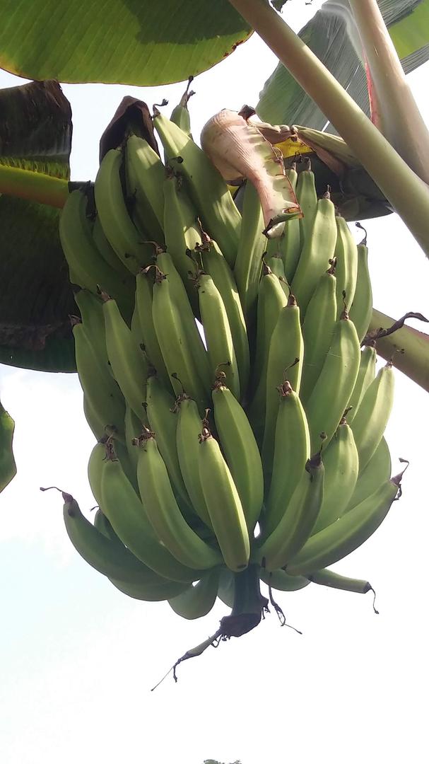 Platano