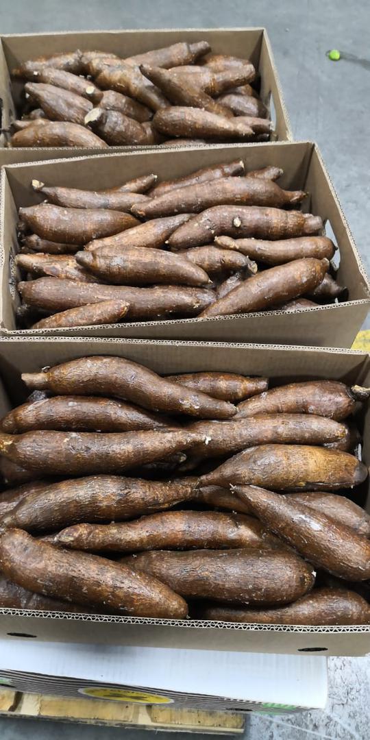Yuca