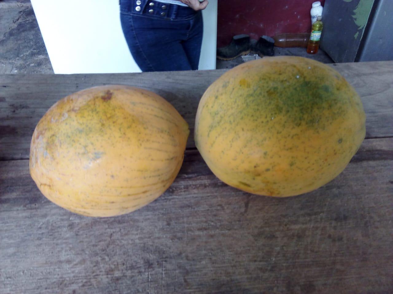 Papaya Organica