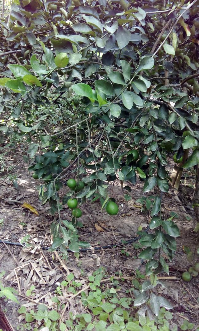 Limon Tahiti Y Comun