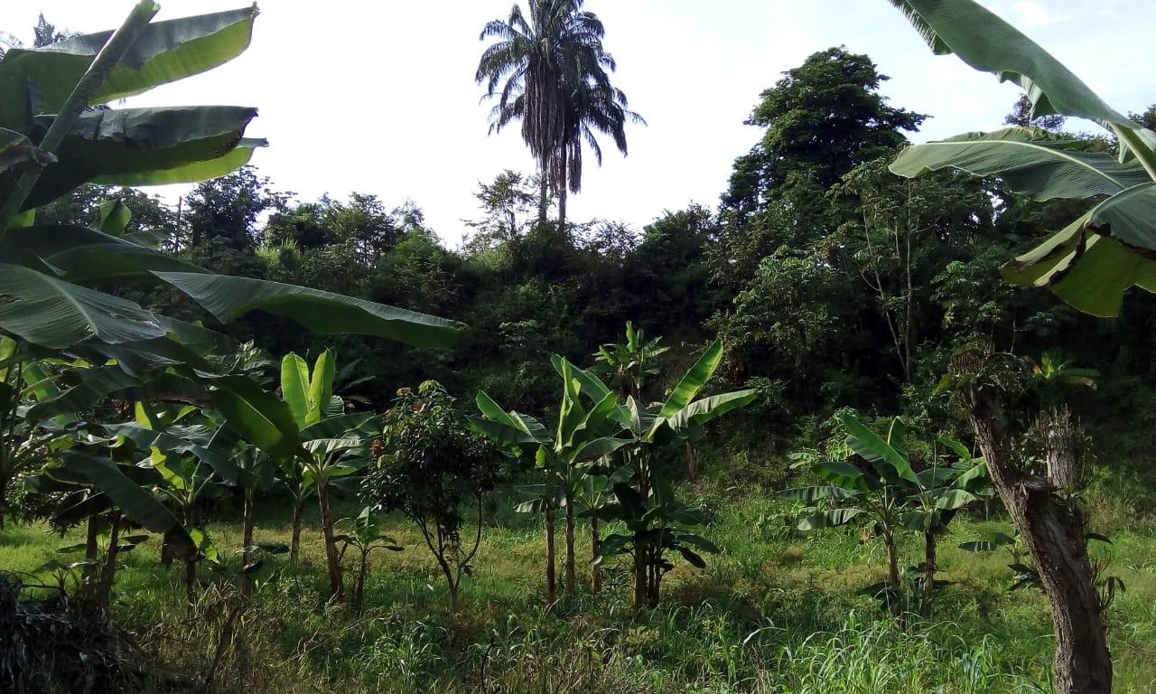 Hoja De Platano Y Cachado Para La Produccion De Tamales