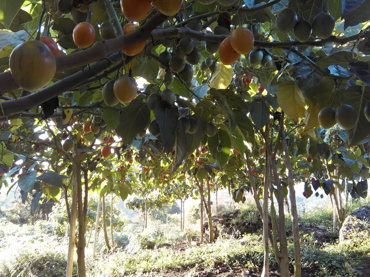 Tomate De Arbol