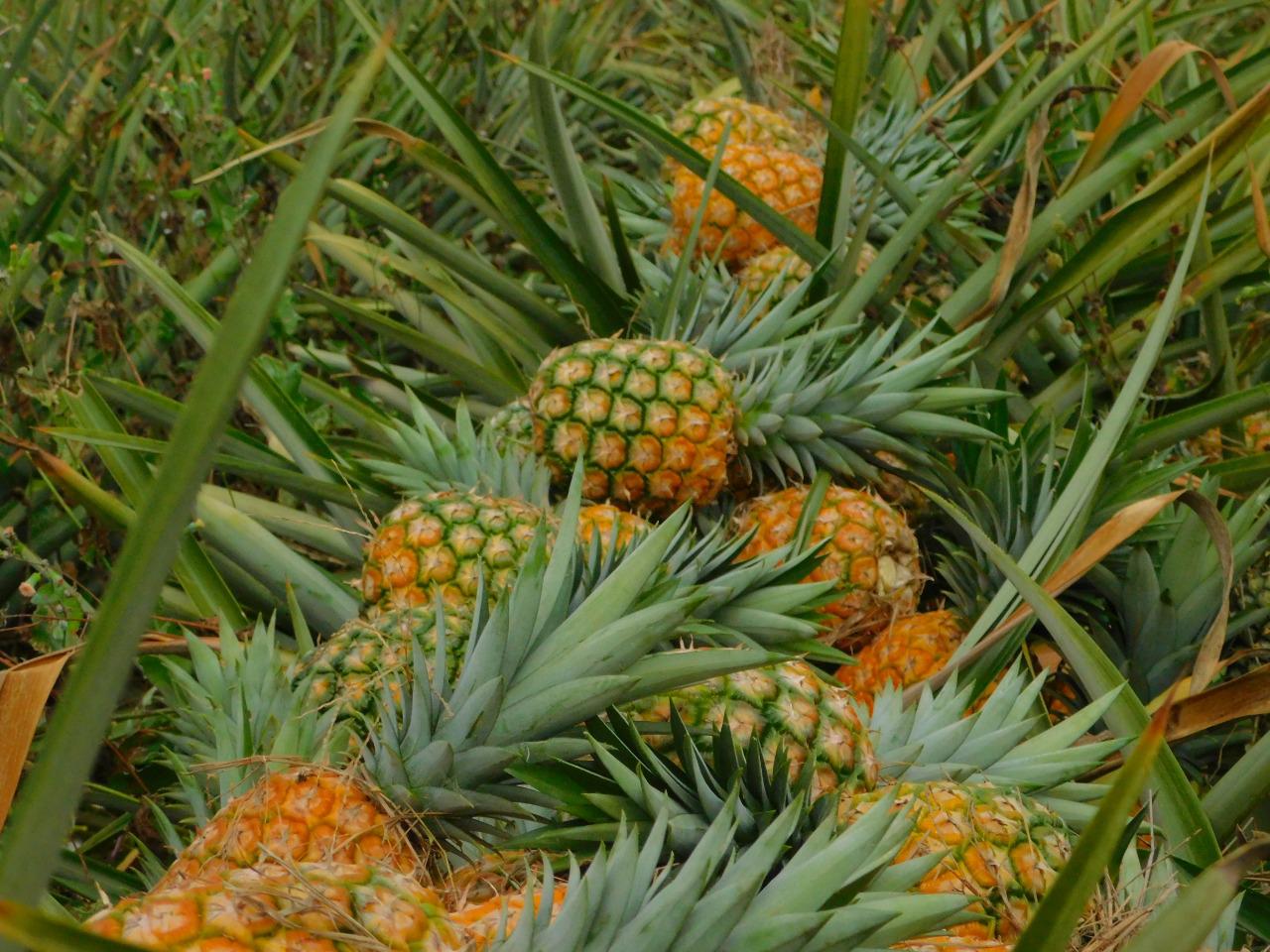 Produccion De Pina Variedad Gold Md2