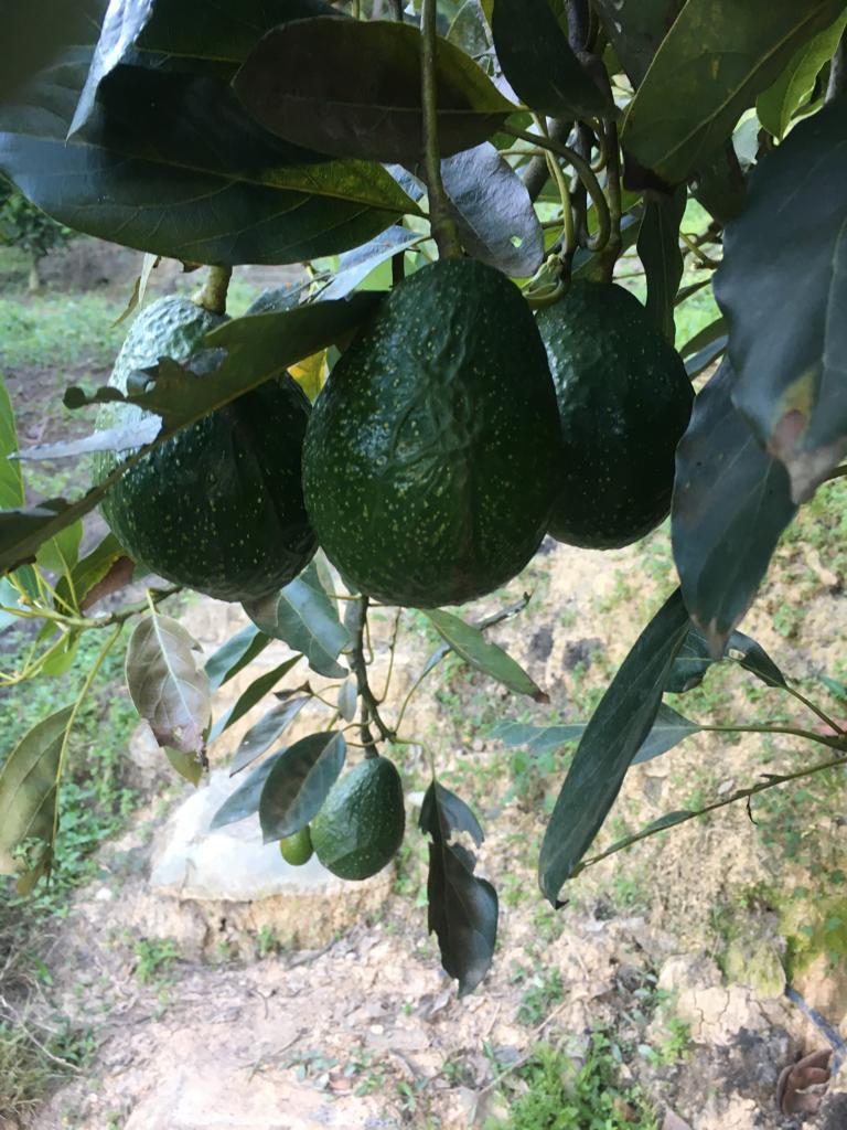 Aguacate Hass Y Reed — foto 2 de 2