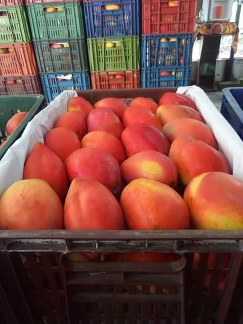 Mango Yulima