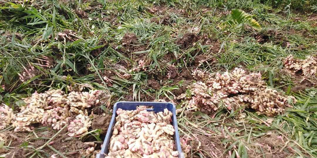 Jengibre Y Curcuma