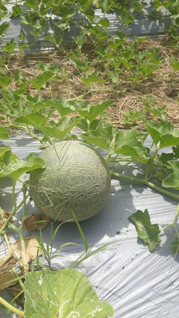 Melon Cantaloupe — foto 2 de 4
