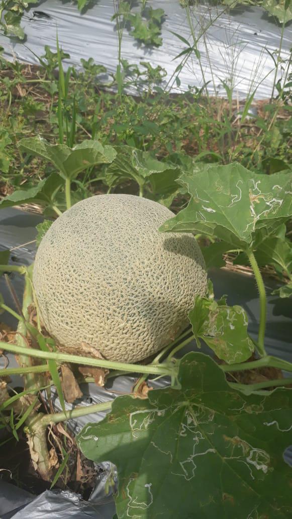 Melon Cantaloupe