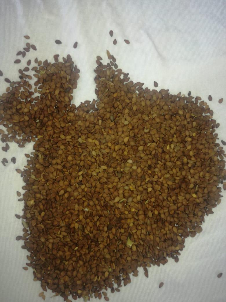 Ajonjoli O Sesano