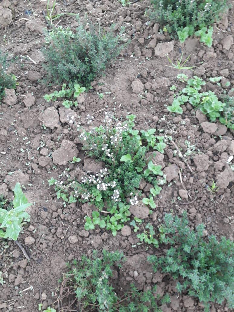 Tomillo Thymus Ecologico
