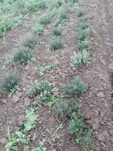 Tomillo Thymus Ecologico