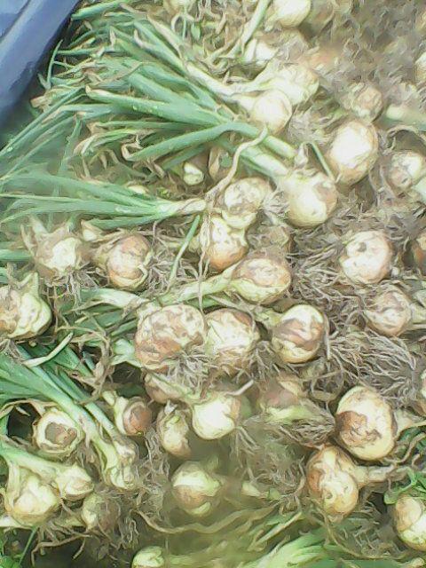 Cebolla Cachegua Santader
